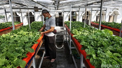 Kebun Pakcoy Aeroponik Ini Ada di Atap Masjid Lho