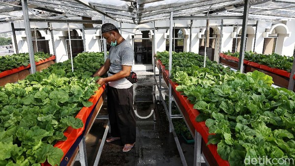 Kebun Pakcoy Aeroponik Ini Ada di Atap Masjid Lho