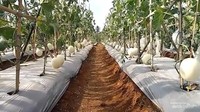 2. Hortimart Agro Wisata