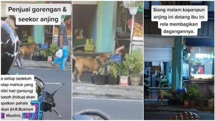 Sedekah makanan ke hewan Inspiratif! 5 Orang Ini Rutin Sedekah Makanan ke Anjing dan Burung
