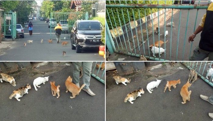 Inspiratif! 5 Orang Ini Rutin Sedekah Makanan ke Anjing dan Burung