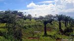 Terkuak! Lokasi Bukit Algoritma, Proyek Silicon Valley-nya RI