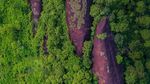 Foto: Tiga Batu Paus Raksasa yang Berenang di Hutan
