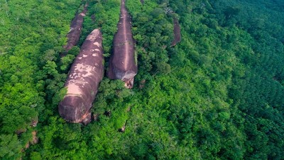 Foto: Tiga Batu Paus Raksasa yang Berenang di Hutan