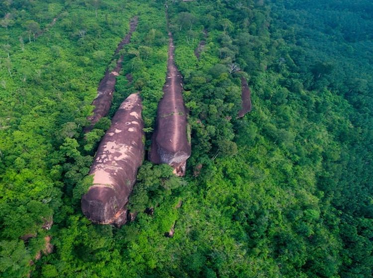 Foto: Tiga Batu Paus Raksasa yang Berenang di Hutan