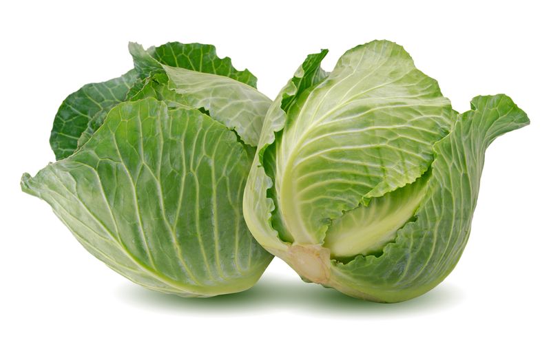 Daun Kubis