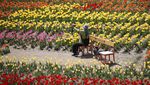 Indahnya Mekaran Bunga Tulip Saat Musim Semi di Korsel