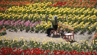 Seorang pengunjung memegang kamera di ladang tulip Paju, Korea Selatan, Rabu (14/4/2021) waktu setempat.