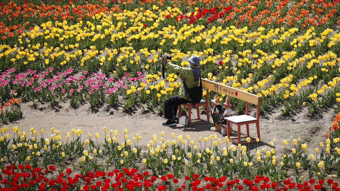 A visitor holds a smartphone near a field of tulips at a park in Paju, South Korea, Wednesday, April 14, 2021. (AP Photo/Lee Jin-man)