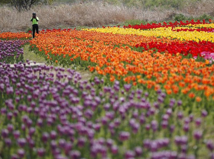 Indahnya Mekaran Bunga Tulip Saat Musim Semi di Korsel
