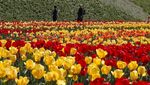Indahnya Mekaran Bunga Tulip Saat Musim Semi di Korsel