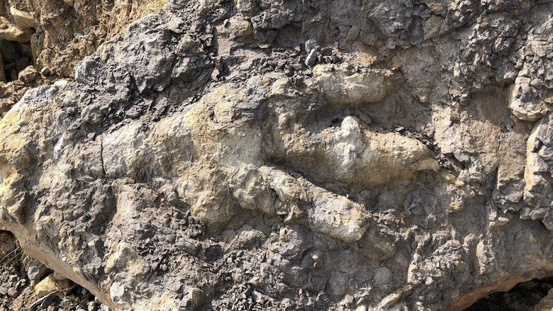 Jejak kaki dinosaurus raksasa pemakan daging berusia lebih dari 150 juta tahun ditemukan di pantai Inggris