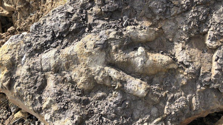Jejak kaki dinosaurus raksasa pemakan daging berusia lebih dari 150 juta tahun ditemukan di pantai Inggris Jejak kaki dinosaurus raksasa pemakan daging berusia lebih dari 150 juta tahun ditemukan di pantai Inggris