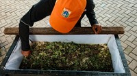 Salah satu lokasi pemanfaatan belatung BSF untuk mengolah sampah organik yaitu di Kantor Kelurahan Karet, Jakarta Selatan. (Foto: Andhika/detikcom)