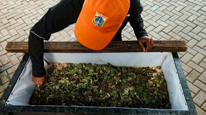 Maggot BSF si Pengurai Sampah Organik