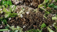 Output dari pengolahan sampah organik dengan belatung BSF ini adalah pupuk kompos. (Foto: Andhika/detikcom)