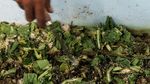 Ini Penampakan Maggot BSF Si Pengurai Sampah Organik