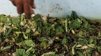 Proses pengelolaan sampah dengan menggunakan belatung BSF ini memberikan manfaat ganda, karena larva menggunakan sampah sebagai konsumsinya dapat berkembang biak dan dapat dipasarkan dengan nilai ekonomi yang tinggi dan hasil pupuk organik. (Foto: Andhika/detikcom)