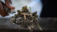 Kotoran belatung BSF merupakan bahan yang kaya nutrisi yang dibutuhkan oleh tumbuhan. (Foto: Andhika/detikcom)