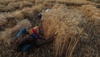 India merupakan salah satu  negara penghasil gandum terbesar di dunia.  