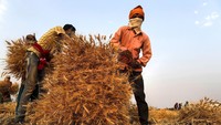 Petani India memanen tanaman gandum di desa Ganeshpur, di distrik Sonbhadra, negara bagian Uttar Pradesh, India.  