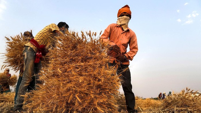 Panen Gandum, Petani India Siap Raup Cuan An Indian farmer woman carries wheat crop after harvest at Ganeshpur village, in Sonbhadra district of Uttar Pradesh state, India, Sunday, April 11, 2021. (AP Photo/Rajesh Kumar Singh)