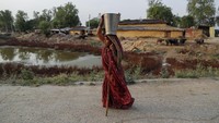 Wilayah yang dijadikan sentra gandum India adalah Haryana, Uttar Pradesh, Madhya Pradesh, dan yang terakhir Punjab.   