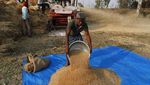 Panen Gandum, Petani India Siap Raup Cuan