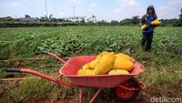 Dari tangan petani buahnya dijual dengan harga Rp15.000 hingga Rp20.000 tergantung ukuran yang dipilih pembeli.   