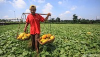 Petani menanam sejak 3 bulan lalu untuk dipanen saat bulan puasa Ramadan.   