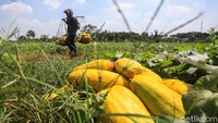 Jika tidak, petani menanam sejumlah komoditas palawija seperti kacang dan jagung.    