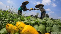 Para petani memanen buah timun suri di kawasan di Pancoran Mas, Depok, Jawa Barat, Rabu (14/4/2021).   