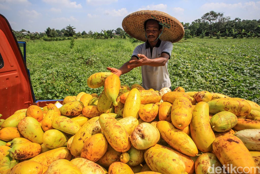 Para petani memanen buah timun suri di kawasan di Pancoran Mas, Depok, Jawa Barat, Rabu (14/4/2021).