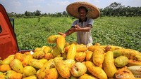 Sayangnya, cuaca hujan pada satu pekan terakhir membuat panen timun suri tidak maksimal.   
