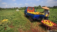 Lahan basah membuat sebagian timun suri cepat membusuk.    