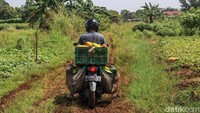 Selain itu, akses jalan ke lokasi lahan menjadi rusak karena jalan tanah berubah menjadi jalan lumpur.  
