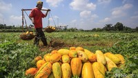 Di saat Ramadan, buah timun suri menjadi salah satu pilihan menu minuman favorit untuk berbuka puasa.   