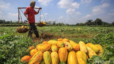 Panen Timun Suri Tambah Semarak Ramadhan
