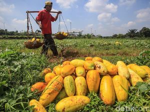 Panen Timun Suri Tambah Semarak Ramadhan