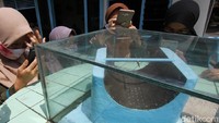 Pada busur cekung, terdapat angka-angka. Di atasnya terdapat besi panjang dengan sebuah paku yang melintang di tengahnya.  