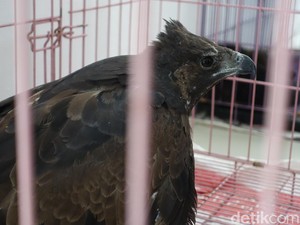 Elang Brontok-Kukang Dievakuasi BKSDA Tasikmalaya di Awal 2022