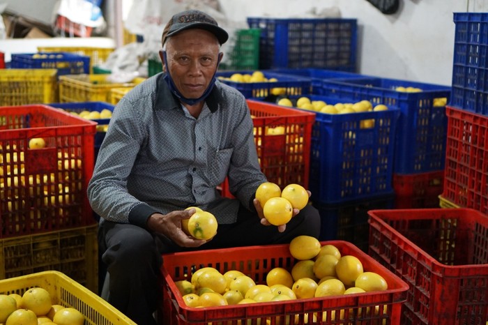 Stok lemon RI melimpah