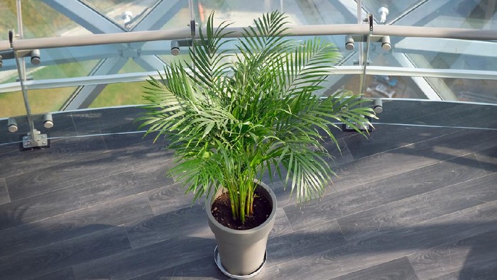 A flower with very beautiful cirrus leaves in a gray flowerpot. On the gray floor is a flowerpot with a home flower Hamedorea. Home flowers for interior decoration.