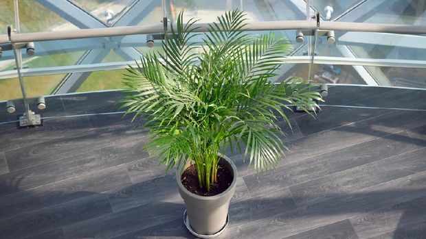 Tanaman hias palem bambu A flower with very beautiful cirrus leaves in a gray flowerpot. On the gray floor is a flowerpot with a home flower Hamedorea. Home flowers for interior decoration.