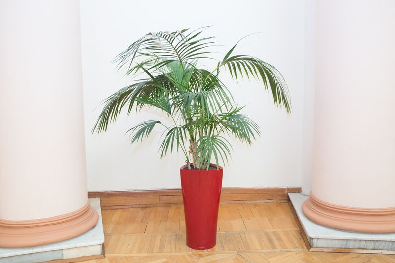 Indoor flower pots plants, large . Vases in a row . Green plant red pot . Decorative Areca palm in a red pot . Decorative Areca palm in interior of room