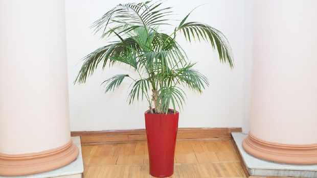 Indoor flower pots plants, large . Vases in a row . Green plant red pot . Decorative Areca palm in a red pot . Decorative Areca palm in interior of room