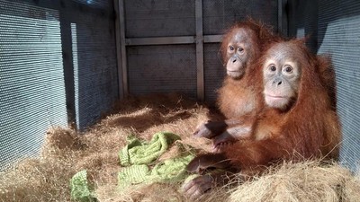 Upaya Mendukung Konservasi Satwa Langka