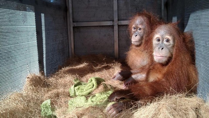 Garuda Indonesia mendukung proses konservasi satwa langka dilindungi, dengan menerbangkan empat orangutan dari Yogyakarta ke Balikpapan.