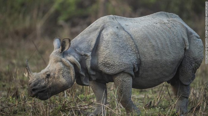 Badak bercula satu Nepal