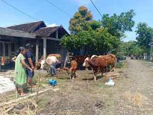 Warga Terdampak Banjir Saradan Madiun Ungsikan Puluhan Hewan Ternaknya